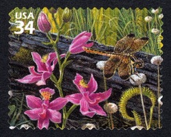 Grass-pink Orchid - Yellow-sided Skimmer - Pipeworts United States Postage Stamp | Longleaf Pine Forest
