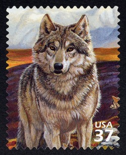 Gray Wolf United States Postage Stamp | Arctic Tundra