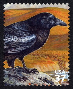 Common Raven United States Postage Stamp | Arctic Tundra