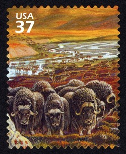 Musk Oxen and Caribou United States Postage Stamp | Arctic Tundra