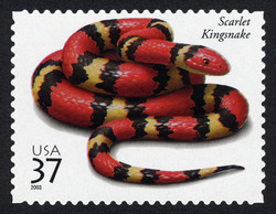 Scarlet Kingsnake United States Postage Stamp | Reptiles and Amphibians