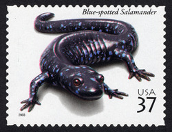 Blue-spotted Salamander United States Postage Stamp | Reptiles and Amphibians