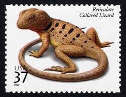 Reticulate Collared Lizard United States Postage Stamp | Reptiles and Amphibians