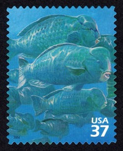 Bumphead Parrotfish United States Postage Stamp | Pacific Coral Reef