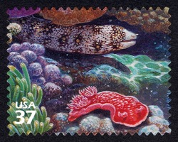 Snowflake Moray Eel and Spanish Dancer United States Postage Stamp | Pacific Coral Reef
