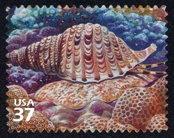 Triton's Trumpet United States Postage Stamp | Pacific Coral Reef