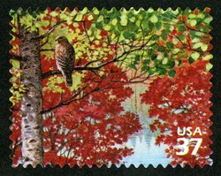 Red-shouldered Hawk United States Postage Stamp | Northeast Deciduous Forest
