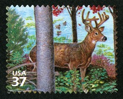 White-tailed Deer United States Postage Stamp | Northeast Deciduous Forest