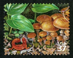 Red Eft United States Postage Stamp | Northeast Deciduous Forest
