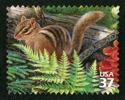 Eastern Chipmunk United States Postage Stamp | Northeast Deciduous Forest