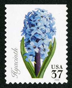 Hyacinth United States Postage Stamp | Spring Flowers