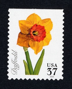 Daffodil United States Postage Stamp | Spring Flowers