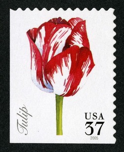 Tulip United States Postage Stamp | Spring Flowers