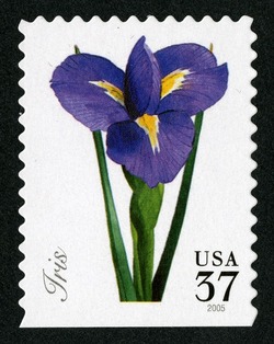 Iris United States Postage Stamp | Spring Flowers
