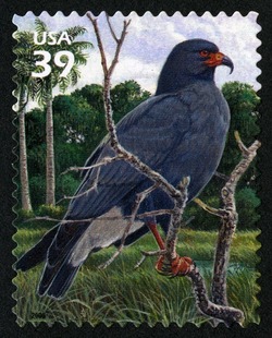 Snail Kite United States Postage Stamp | Southern Florida Wetland