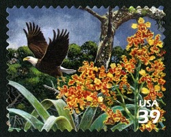 Bald Eagle United States Postage Stamp | Southern Florida Wetland