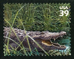 American Crocodile United States Postage Stamp | Southern Florida Wetland
