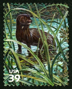 Everglades Mink United States Postage Stamp | Southern Florida Wetland