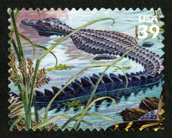 American Alligator United States Postage Stamp | Southern Florida Wetland