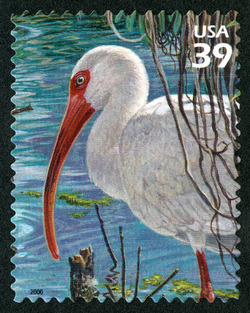 White Ibis United States Postage Stamp | Southern Florida Wetland