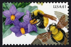 Purple Nightshade and Morrison's Bumblebee United States Postage Stamp | Pollination