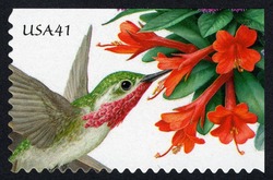Calliope Hummingbird and Hummingbird Trumpet United States Postage Stamp | Pollination