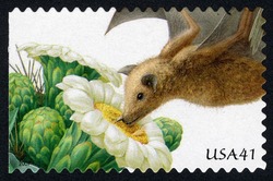 Saguaro and Lesser Longnosed Bat United States Postage Stamp | Pollination