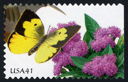 Southern Dogface Butterfly and Prairie Ironweed United States Postage Stamp | Pollination