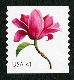 Magnolia - Horizontal Imperforate United States Postage Stamp | Beautiful Blooms
