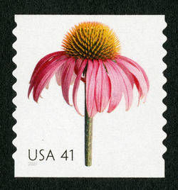Coneflower - Horizontal Imperforate United States Postage Stamp | Beautiful Blooms
