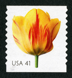 Tulip - Horizontal Imperforate United States Postage Stamp | Beautiful Blooms