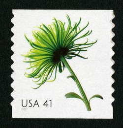 Chrysanthemum - Horizontal Imperforate United States Postage Stamp | Beautiful Blooms