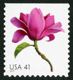 Magnolia - Booklet Single United States Postage Stamp | Beautiful Blooms