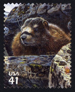 Yellow-bellied Marmot United States Postage Stamp | Alpine Tundra