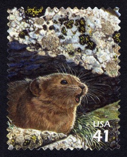 American Pika United States Postage Stamp | Alpine Tundra