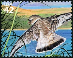 Piping Plover United States Postage Stamp | Great Lakes Dunes