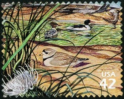 Common Mergansers United States Postage Stamp | Great Lakes Dunes