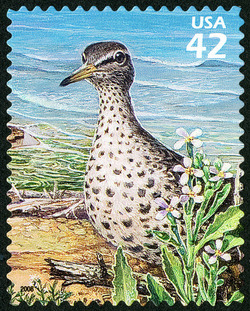 Spotted Sandpiper United States Postage Stamp | Great Lakes Dunes