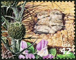 Piping Plover Chicks United States Postage Stamp | Great Lakes Dunes