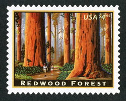 Redwood Forest - Priority Mail United States Postage Stamp