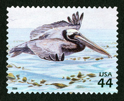 Brown Pelican United States Postage Stamp | Kelp Forest