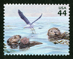 Western Seagull - Southern Sea Otters United States Postage Stamp | Kelp Forest