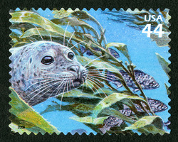 Harbor Seal United States Postage Stamp | Kelp Forest
