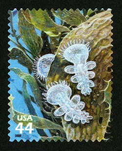 Lion's Mane Nudibranch United States Postage Stamp | Kelp Forest
