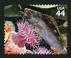 Yellowtail Rockfish - White-spotted Rose Anemone United States Postage Stamp | Kelp Forest