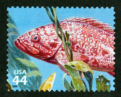 Vermillion Rockfish United States Postage Stamp | Kelp Forest