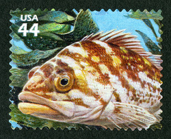 Copper Rockfish United States Postage Stamp | Kelp Forest