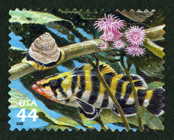 Treefish - Monteray Turban Snail United States Postage Stamp | Kelp Forest
