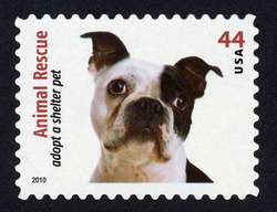 Boston Terrier - Dog United States Postage Stamp | Animal Rescue - Adopt a Shelter Pet