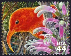 'I'iwi (Scarlet Honeycreeper) - Haha (Cyanea) United States Postage Stamp | Hawaiian Rain Forest